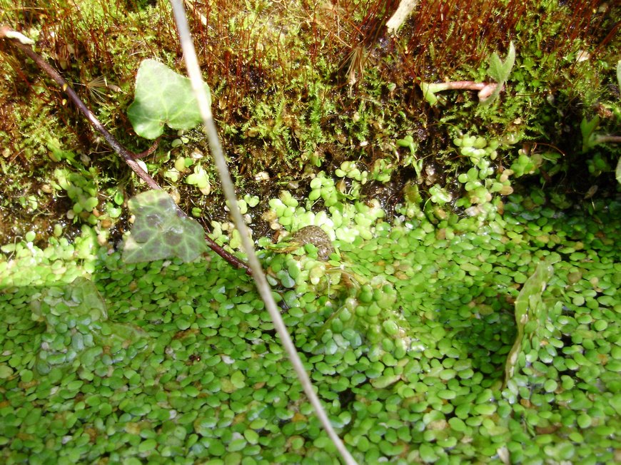 Tipologie di habitat dell''ululone nella collina atesina